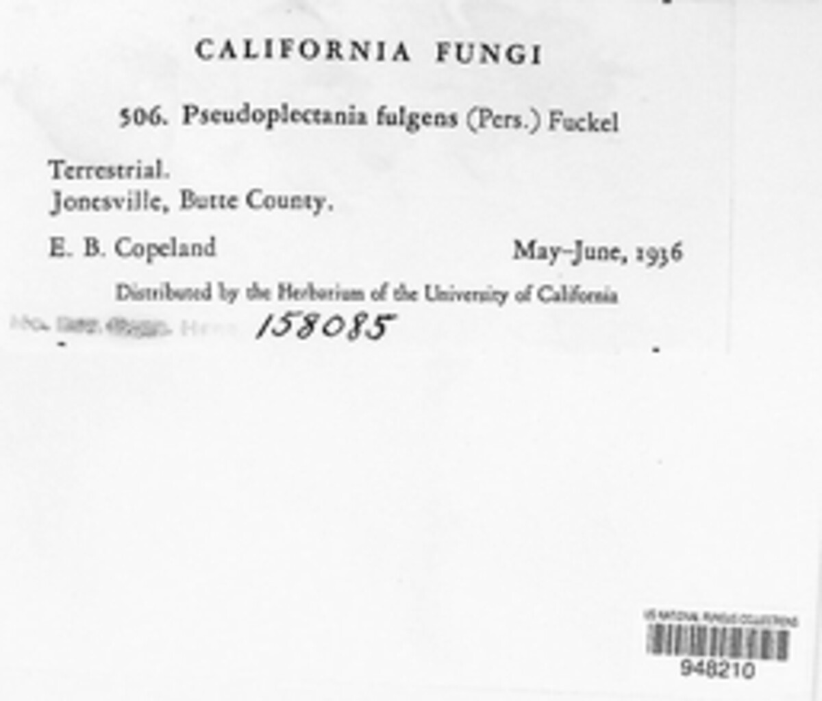 Pseudoplectania fulgens image